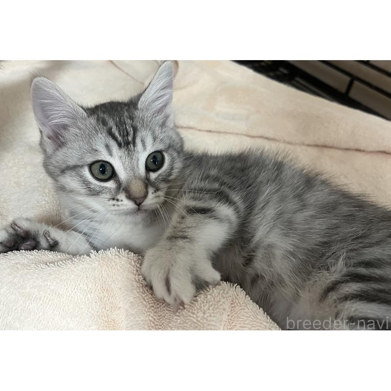 成約済の福岡県のスコティッシュフォールド-128900の5枚目