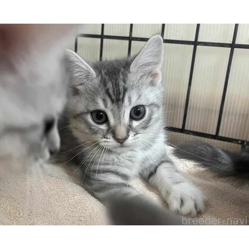 成約済の福岡県のスコティッシュフォールド-128900の4枚目