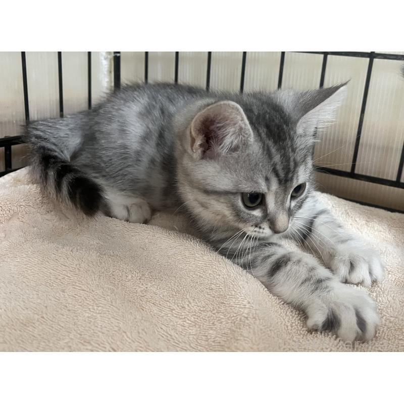 成約済の福岡県のスコティッシュフォールド-128900の3枚目