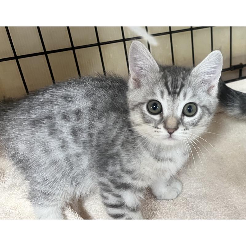 成約済の福岡県のスコティッシュフォールド-128900の2枚目