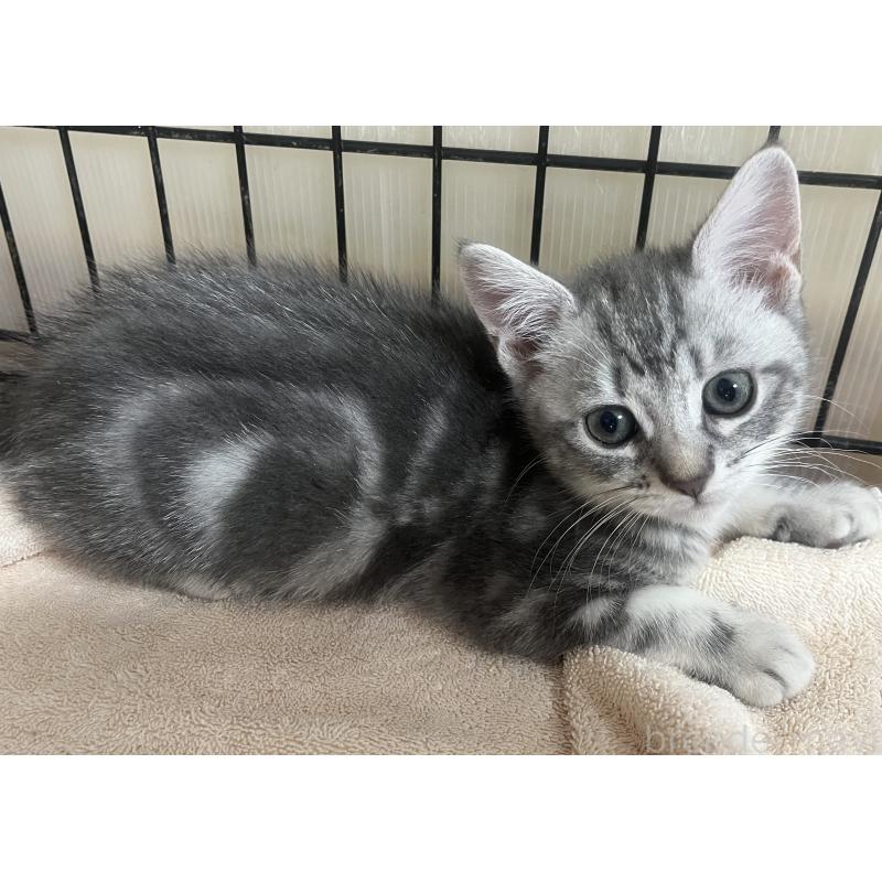 販売中の福岡県のスコティッシュフォールド-128898の5枚目