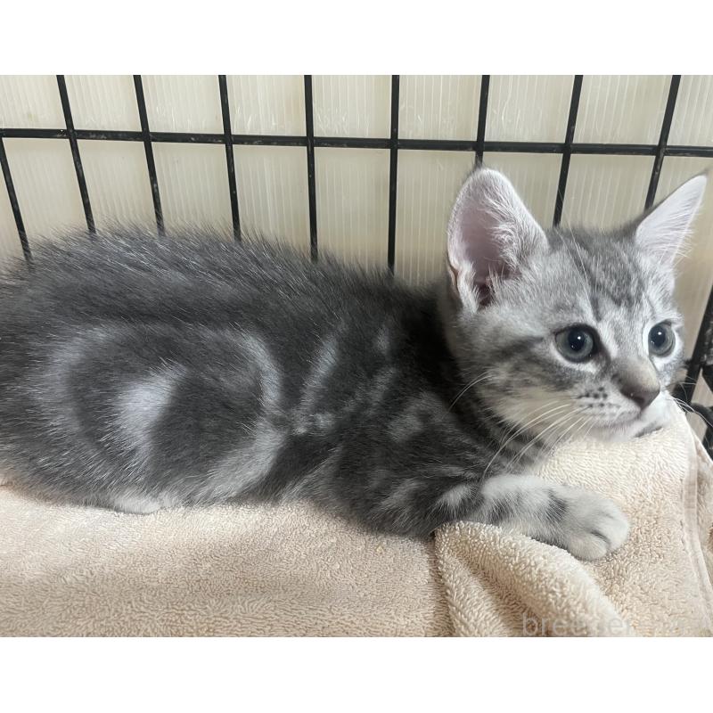 販売中の福岡県のスコティッシュフォールド-128898の4枚目