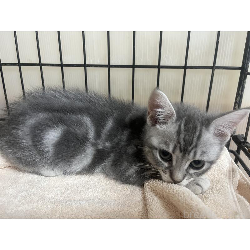 販売中の福岡県のスコティッシュフォールド-128898の3枚目