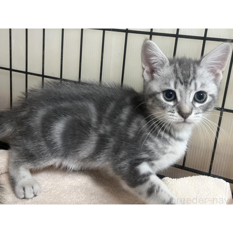 販売中の福岡県のスコティッシュフォールド-128898の2枚目