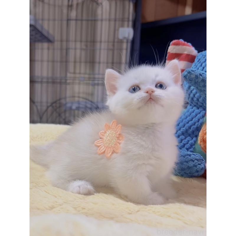 販売中の岐阜県のミヌエット(短足)-130690の7枚目