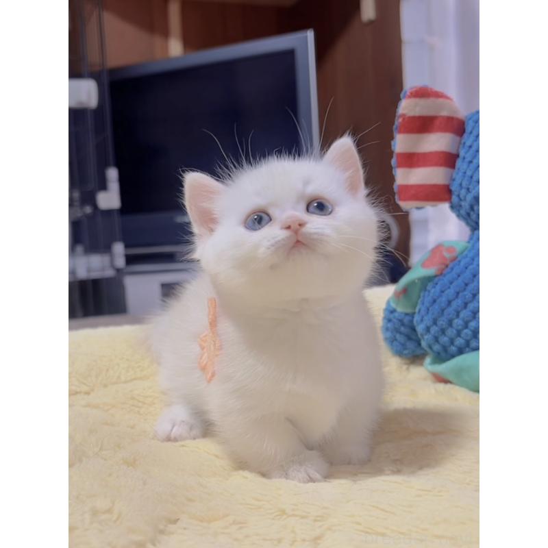 販売中の岐阜県のミヌエット(短足)-130690の6枚目