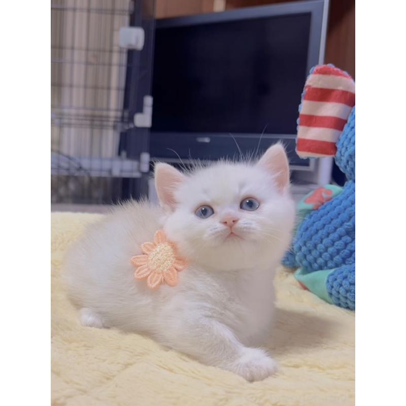 販売中の岐阜県のミヌエット(短足)-130690の3枚目