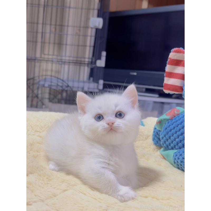 販売中の岐阜県のミヌエット(短足)-130690の2枚目