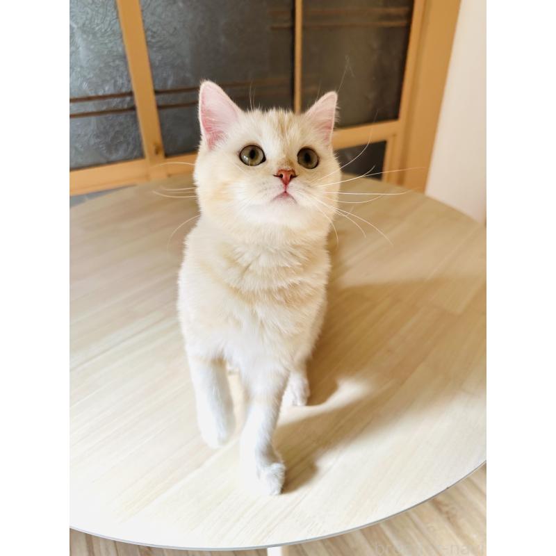 成約済の千葉県のミヌエット-124771の6枚目