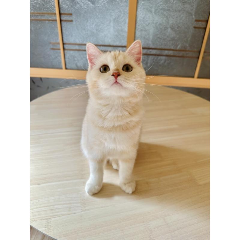 成約済の千葉県のミヌエット-124771の5枚目