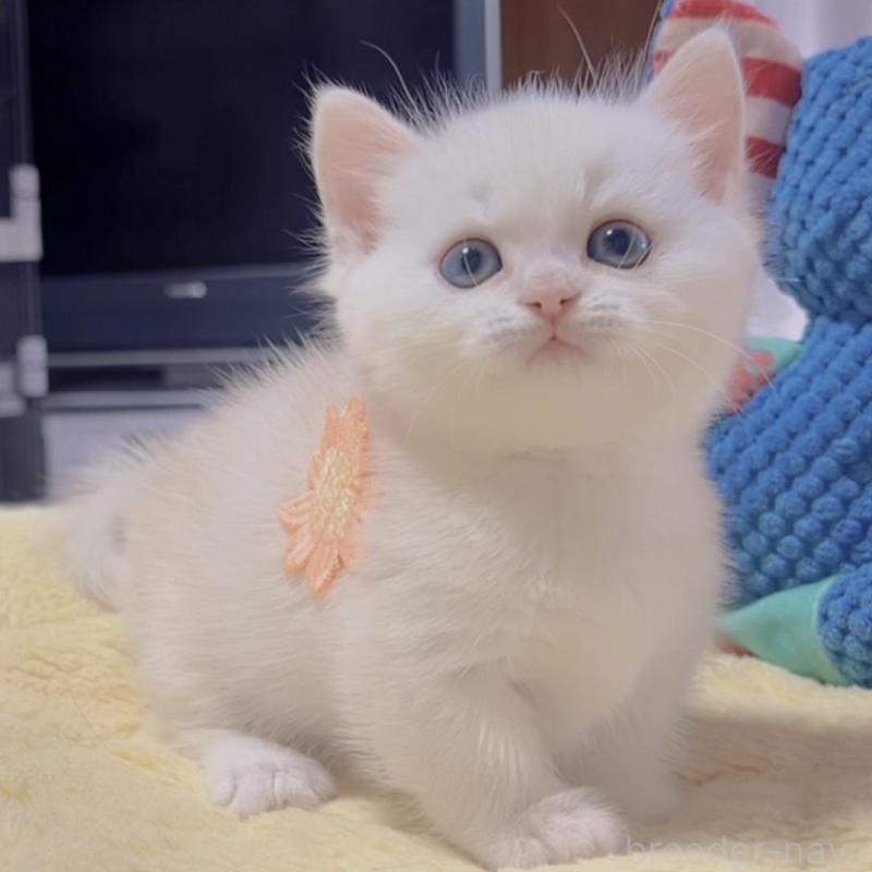 販売中の岐阜県のミヌエット(短足)-130690の1枚目