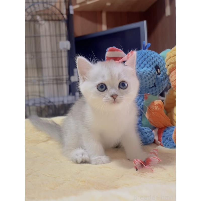 販売中の岐阜県のミヌエット-130691の7枚目