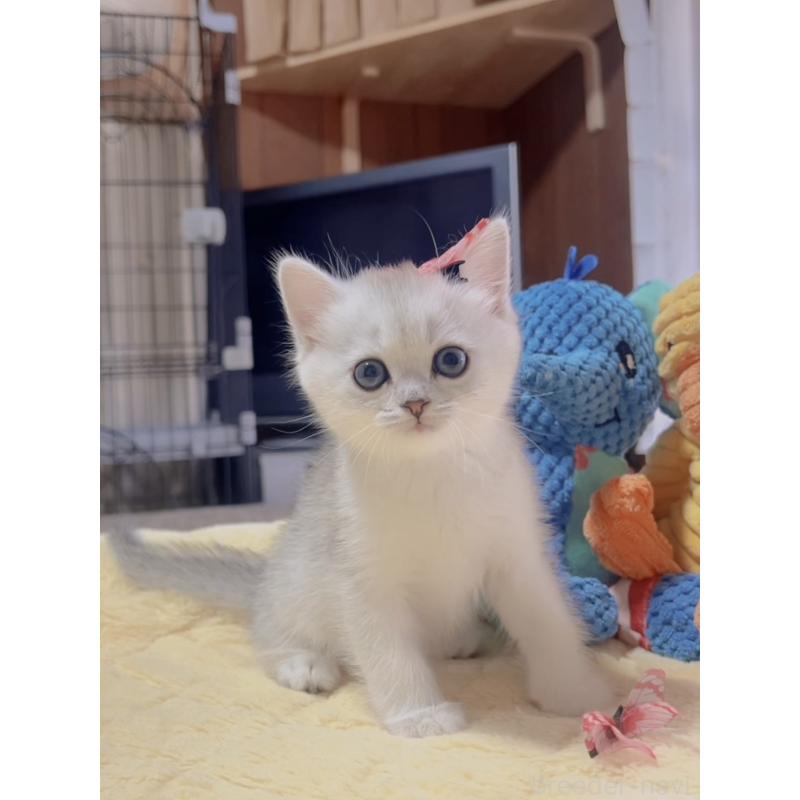 販売中の岐阜県のミヌエット-130691の6枚目