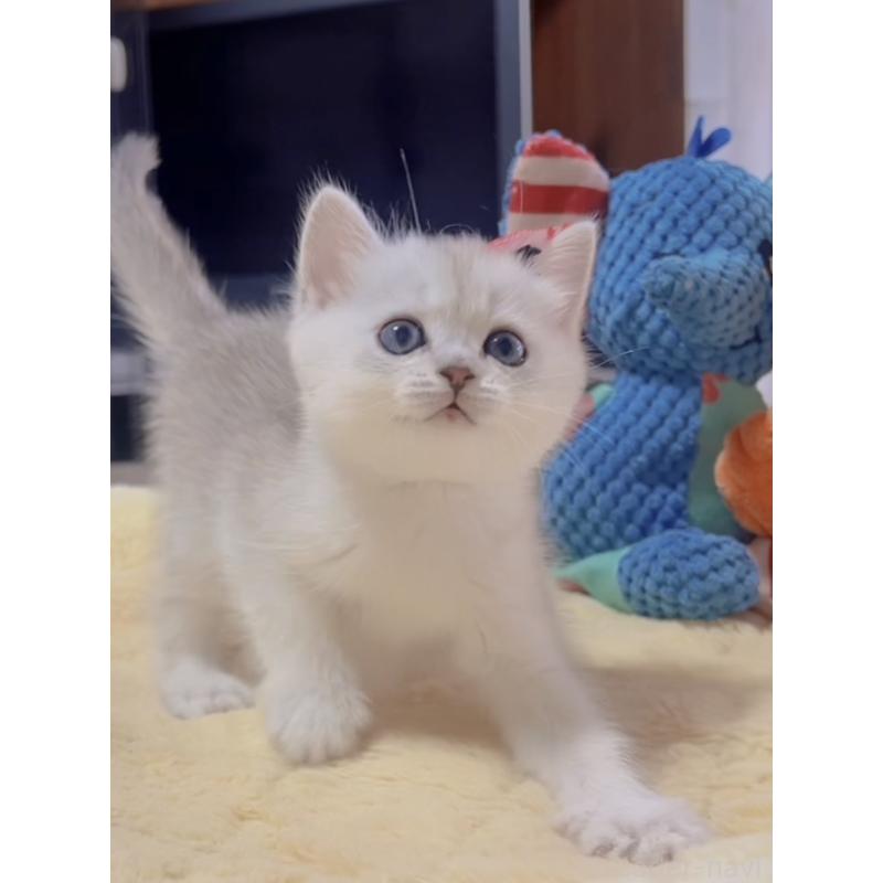 販売中の岐阜県のミヌエット-130691の5枚目