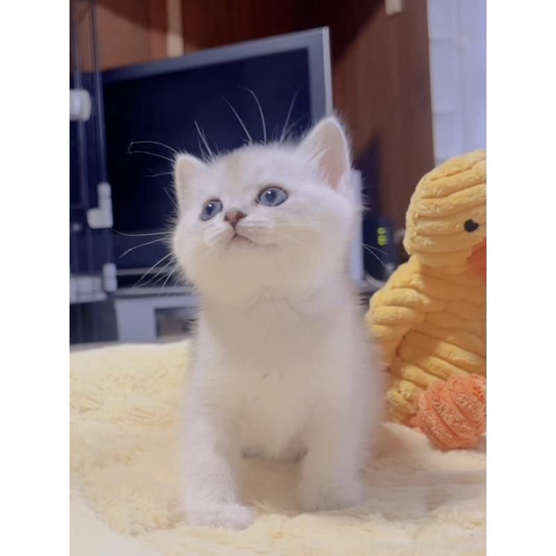 販売中の岐阜県のミヌエット-130691の4枚目