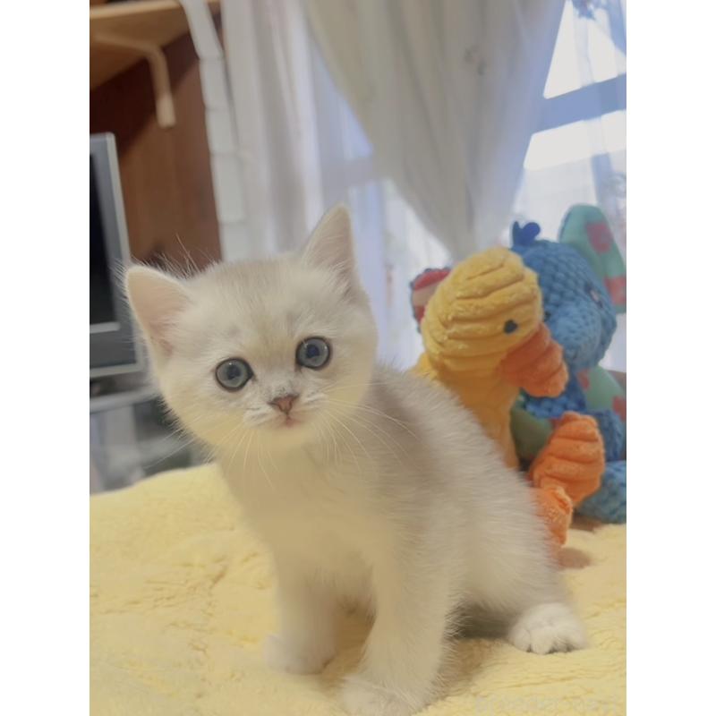 販売中の岐阜県のミヌエット-130691の3枚目