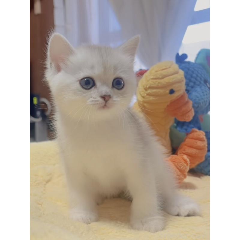 販売中の岐阜県のミヌエット-130691の2枚目