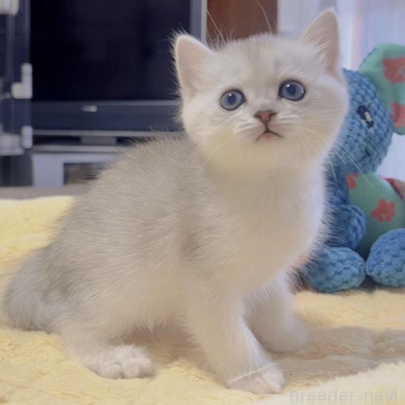 販売中の岐阜県のミヌエット-130691