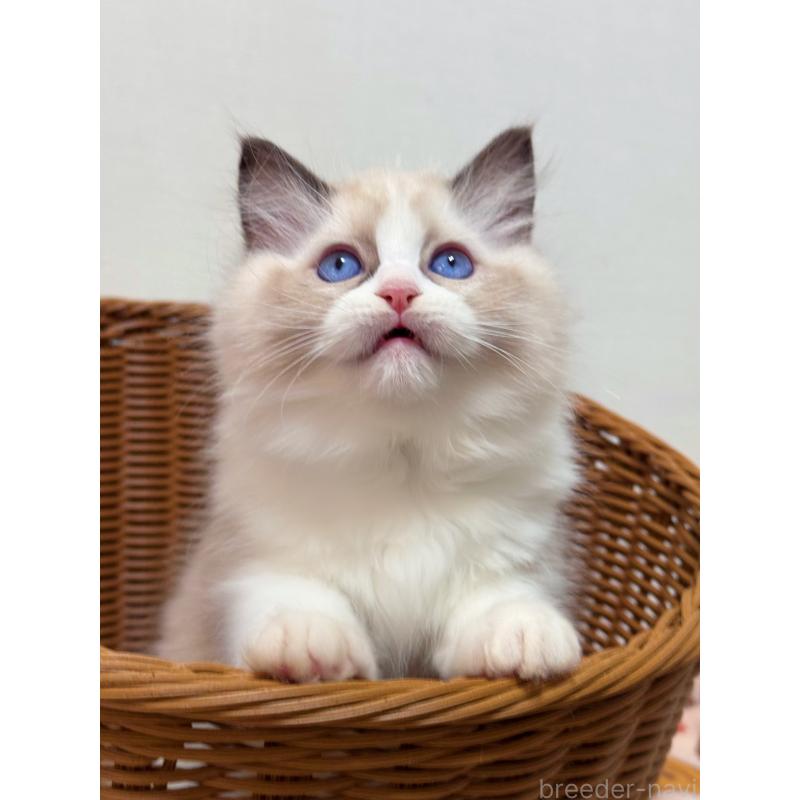 成約済の神奈川県のラグドール-129581の3枚目