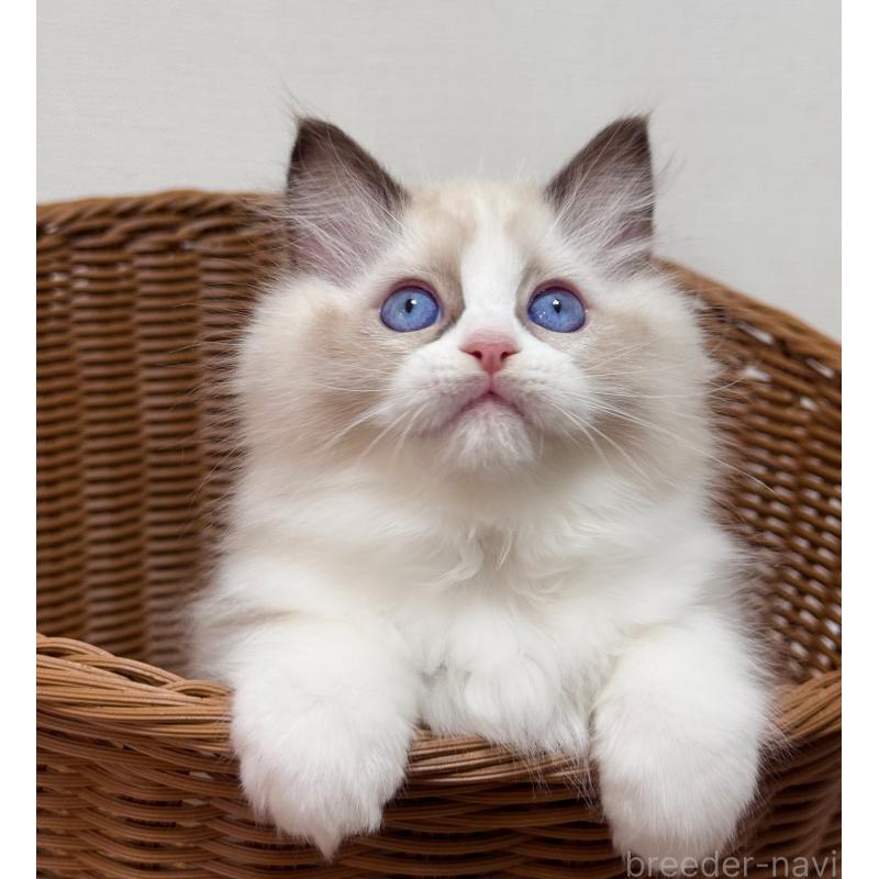 成約済の神奈川県のラグドール-129581の1枚目