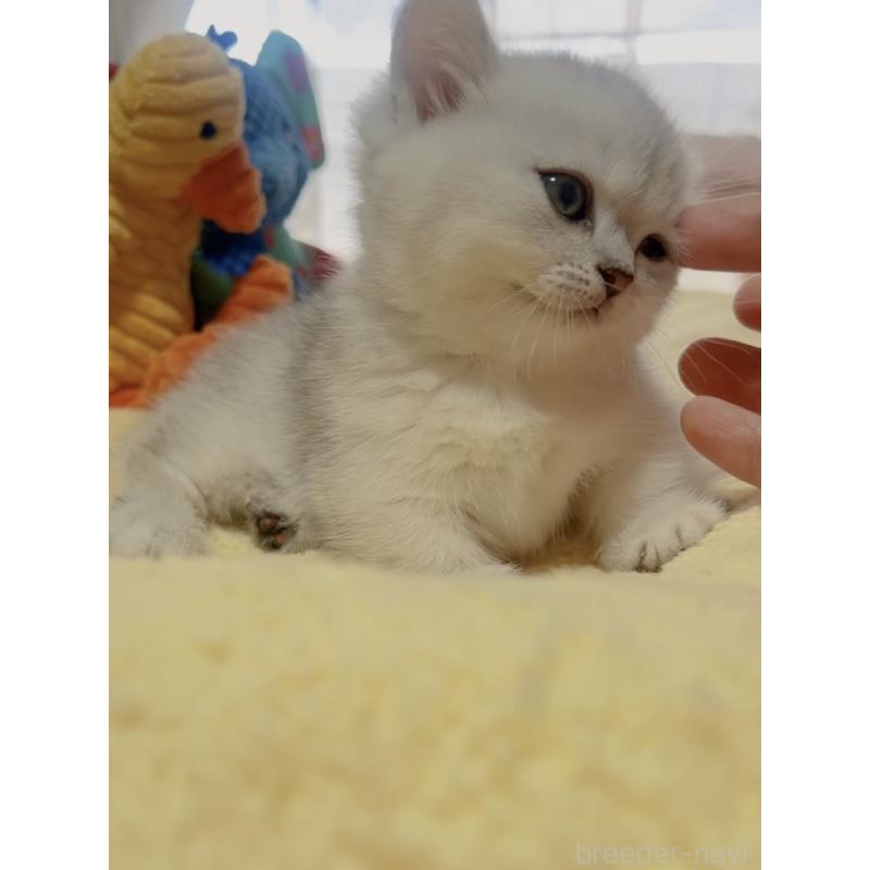 販売中の岐阜県のミヌエット(短足)-130692の8枚目