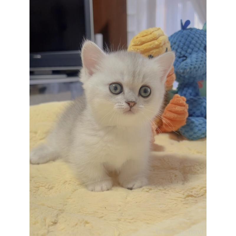 販売中の岐阜県のミヌエット(短足)-130692の7枚目