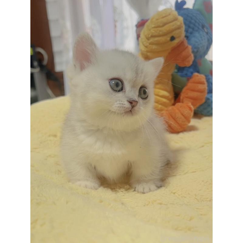 販売中の岐阜県のミヌエット(短足)-130692の3枚目