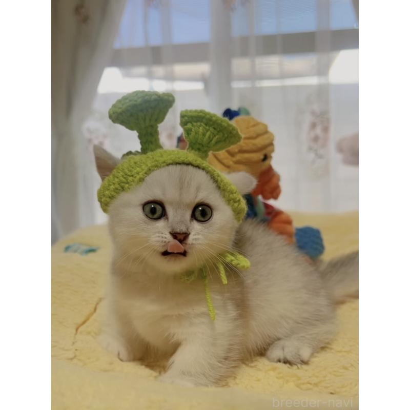 販売中の岐阜県のミヌエット(短足)-130692の4枚目