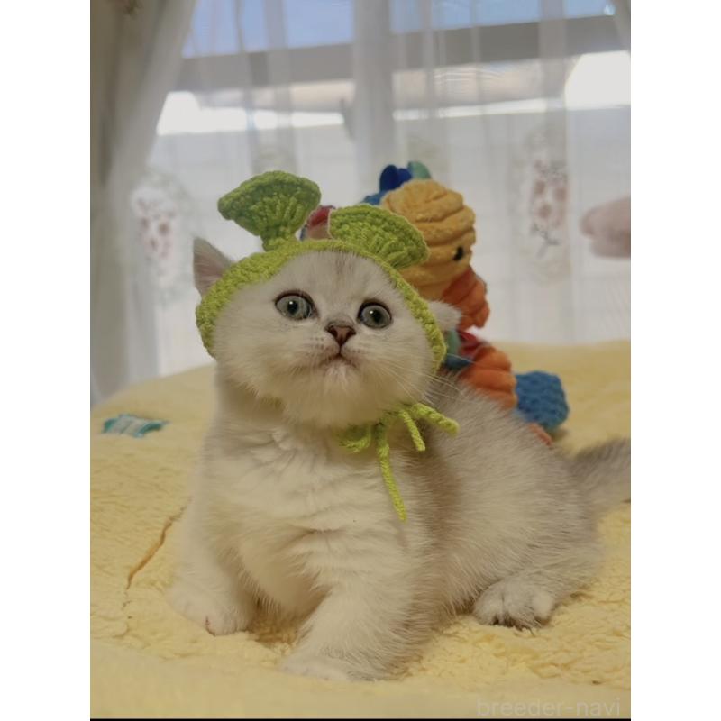 販売中の岐阜県のミヌエット(短足)-130692の2枚目