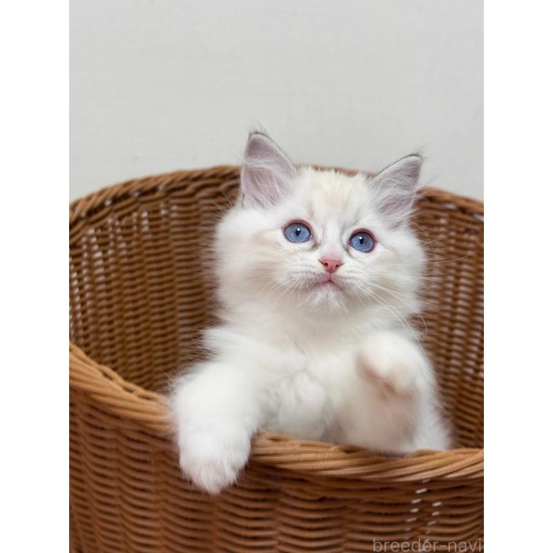 成約済の神奈川県のラグドール-130034の3枚目