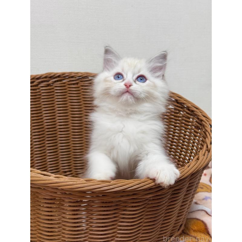 成約済の神奈川県のラグドール-130034の2枚目