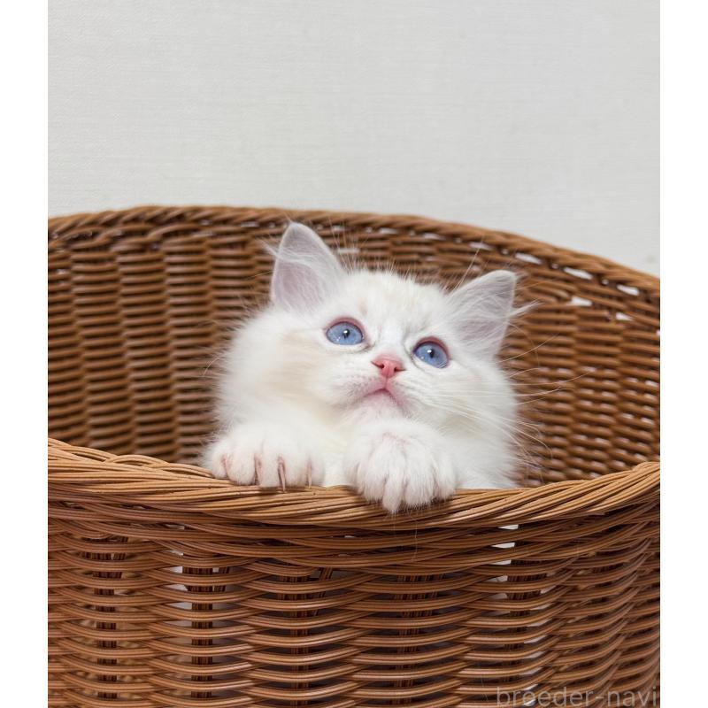 販売中の神奈川県のラグドール-130034