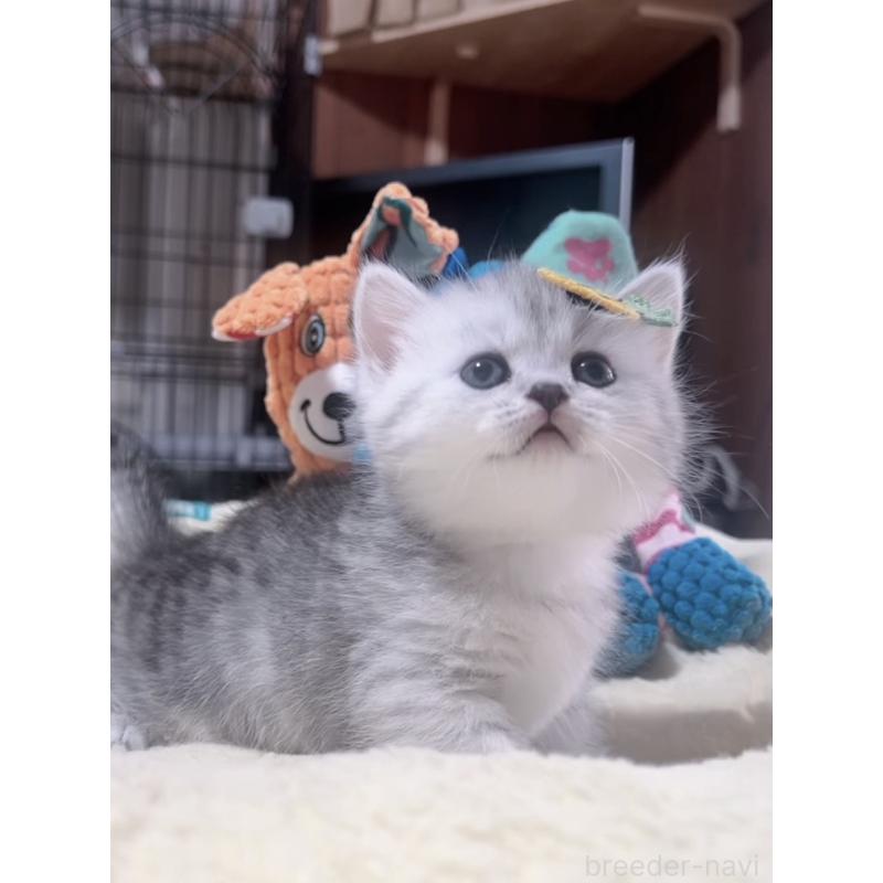 販売中の岐阜県のミヌエット(短足)-130693の6枚目