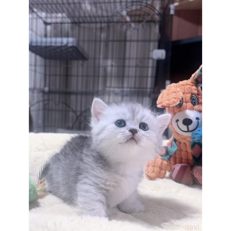 販売中の岐阜県のミヌエット(短足)-130693の4枚目