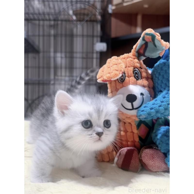 販売中の岐阜県のミヌエット(短足)-130693の2枚目