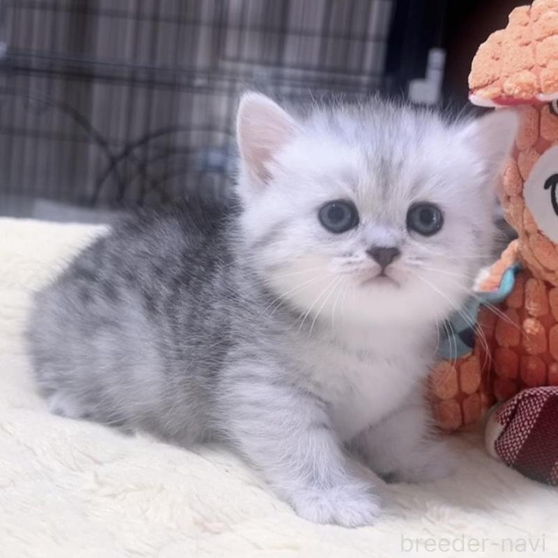 販売中の岐阜県のミヌエット(短足)-130693