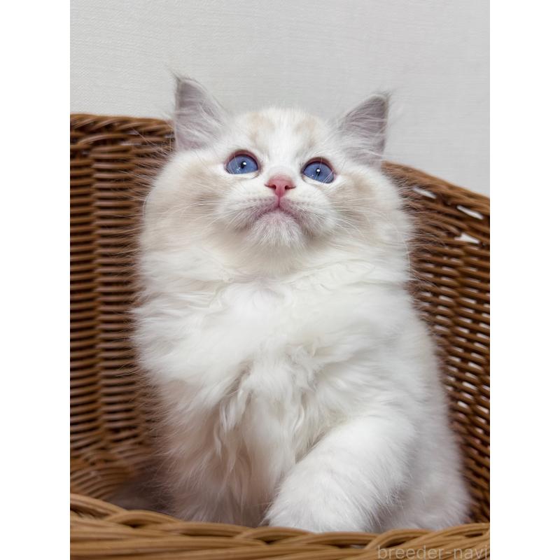 成約済の神奈川県のラグドール-130035