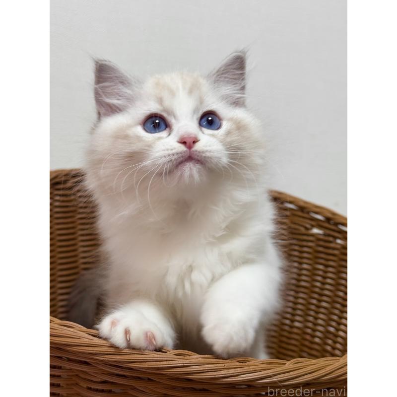 成約済の神奈川県のラグドール-130035の3枚目