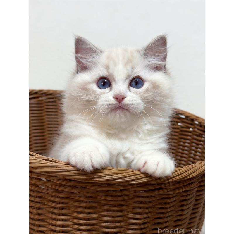 成約済の神奈川県のラグドール-130035の2枚目