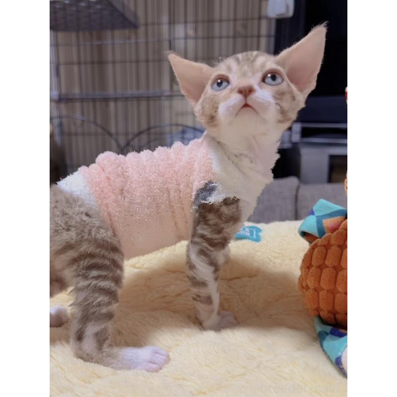 販売中の岐阜県のデボンレックス-130694の8枚目