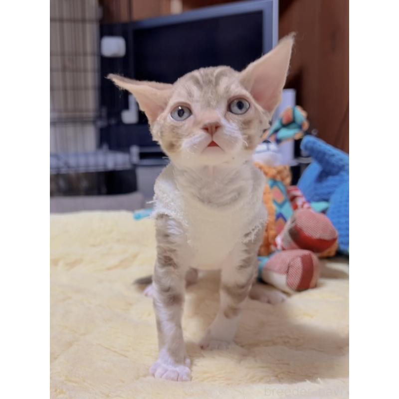 販売中の岐阜県のデボンレックス-130694の7枚目