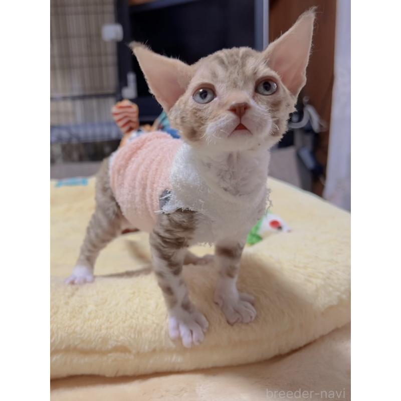 販売中の岐阜県のデボンレックス-130694の6枚目