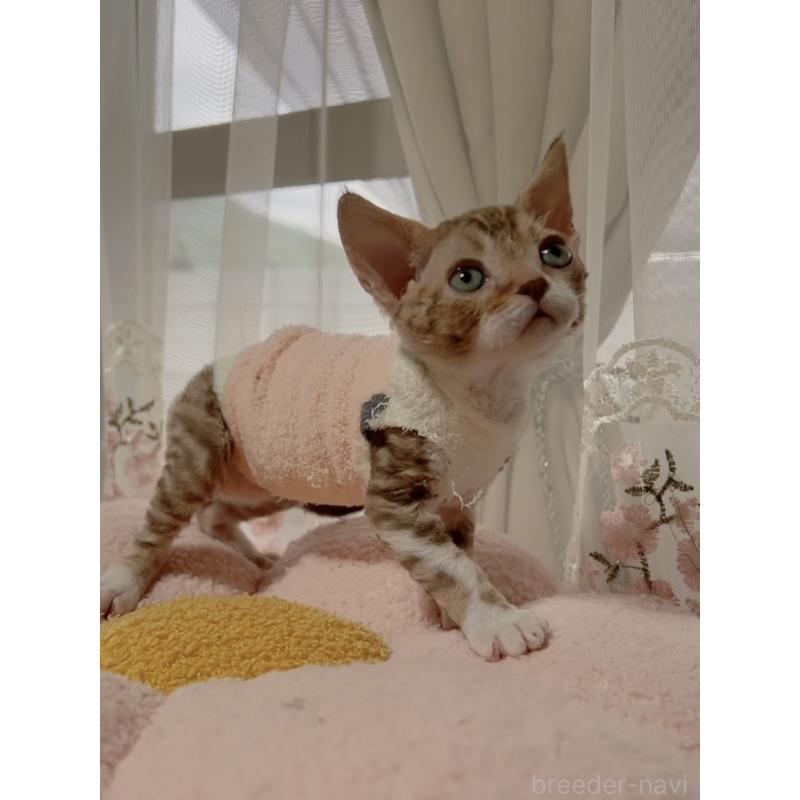 販売中の岐阜県のデボンレックス-130694の4枚目