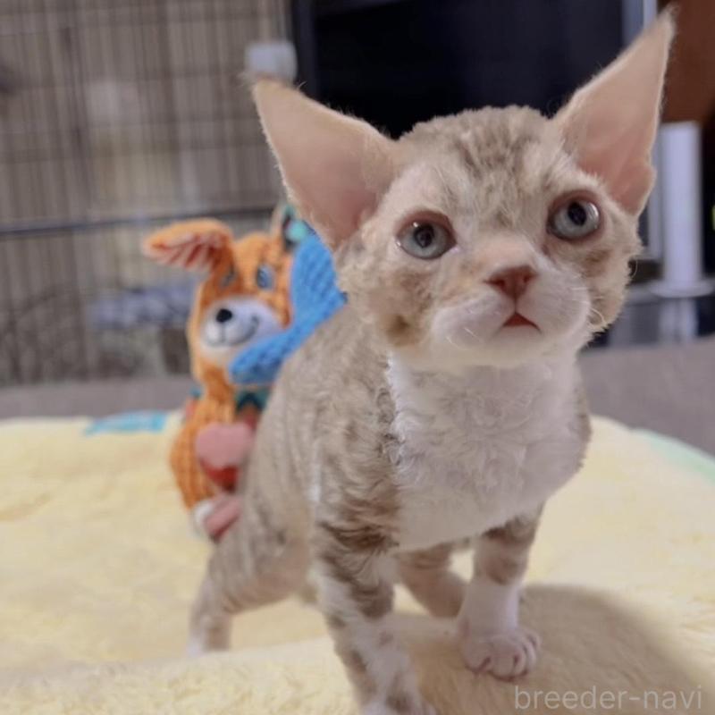 販売中の岐阜県のデボンレックス-130694