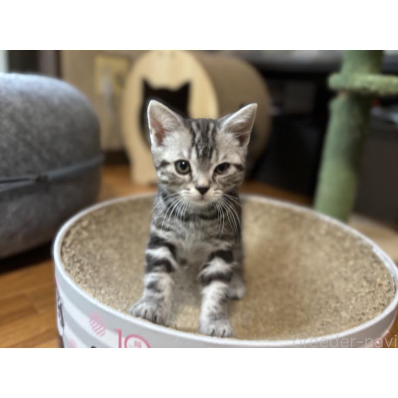 販売中の千葉県のアメリカンショートヘア-129735の6枚目