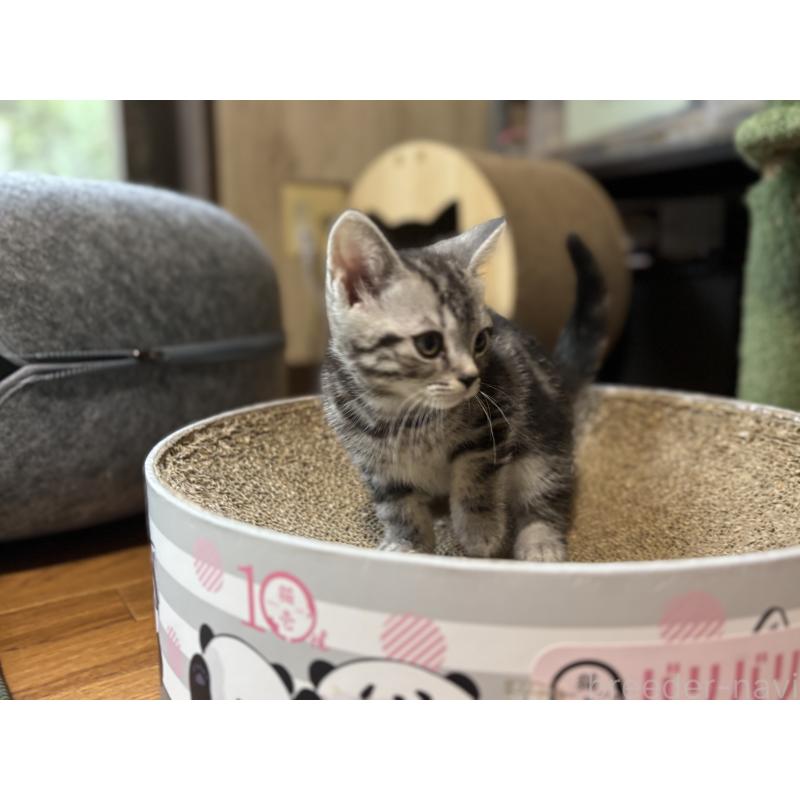 販売中の千葉県のアメリカンショートヘア-129735の5枚目