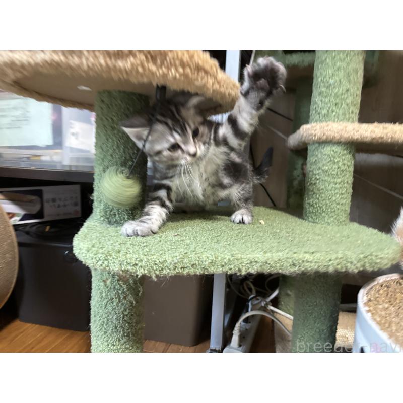 販売中の千葉県のアメリカンショートヘア-129735の4枚目