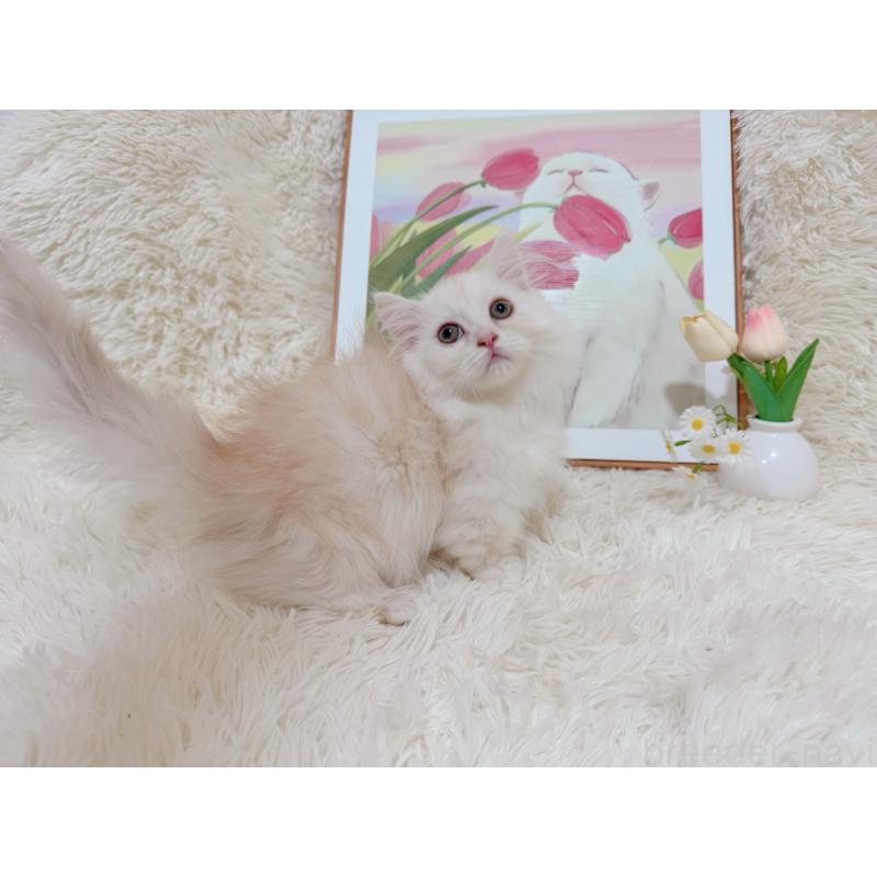 販売中の千葉県のミヌエット(短足)-129781の12枚目