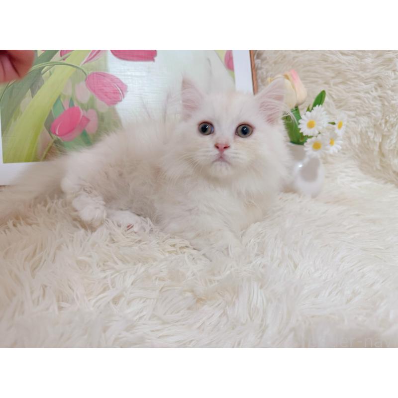 販売中の千葉県のミヌエット(短足)-129781の11枚目