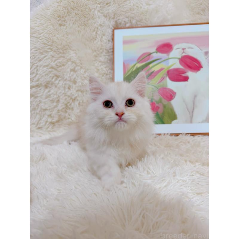 販売中の千葉県のミヌエット(短足)-129781の10枚目